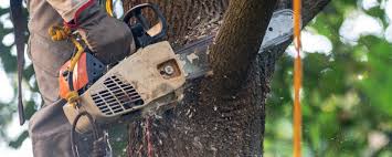 Best Tree Preservation Services  in Snellville, GA