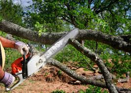 Best Tree Cabling and Bracing  in Snellville, GA