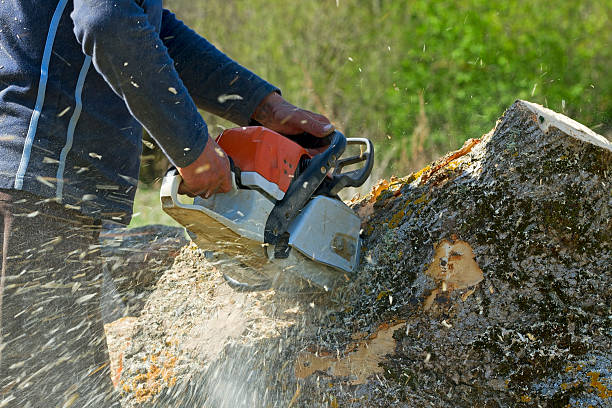 How Our Tree Care Process Works  in  Snellville, GA